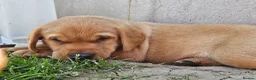 Labrador Retriever dogs for sale: KC REG BEAUTIFUL CHUNKY FOX RED LABRADOR PUPPIES in Wisbech - Advert 7