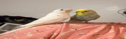 Budgerigars birds for sale: Budgerigar - Advert 3