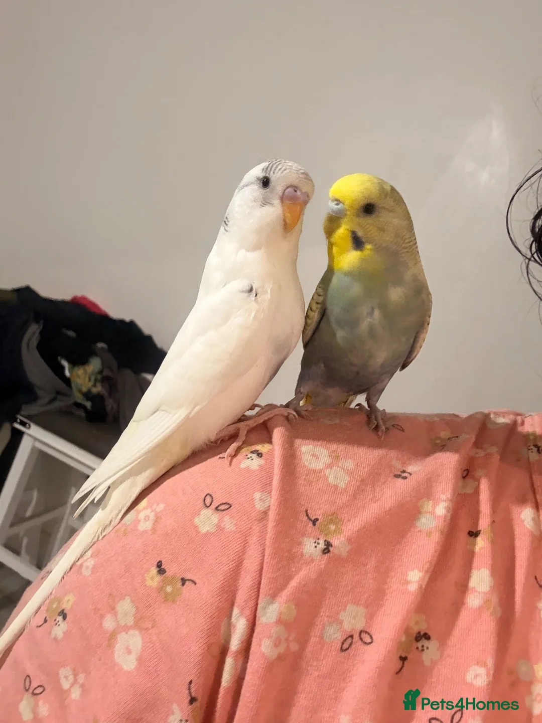 Budgerigars birds for sale: Budgerigar - Advert 3