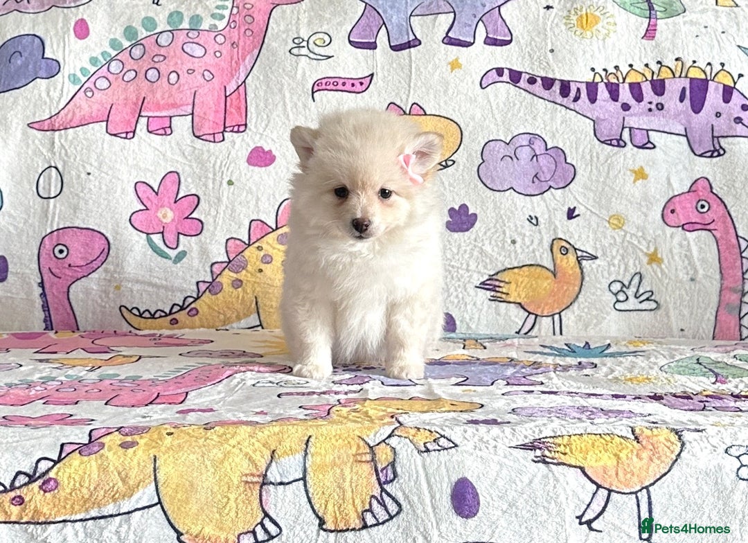 Pomsky dogs for sale: perfect husky markings micro Pomsky puppies  - Image 22