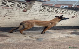 Mixed Breed dogs for sale: Belgian malinois X german shepherd  - Image 4