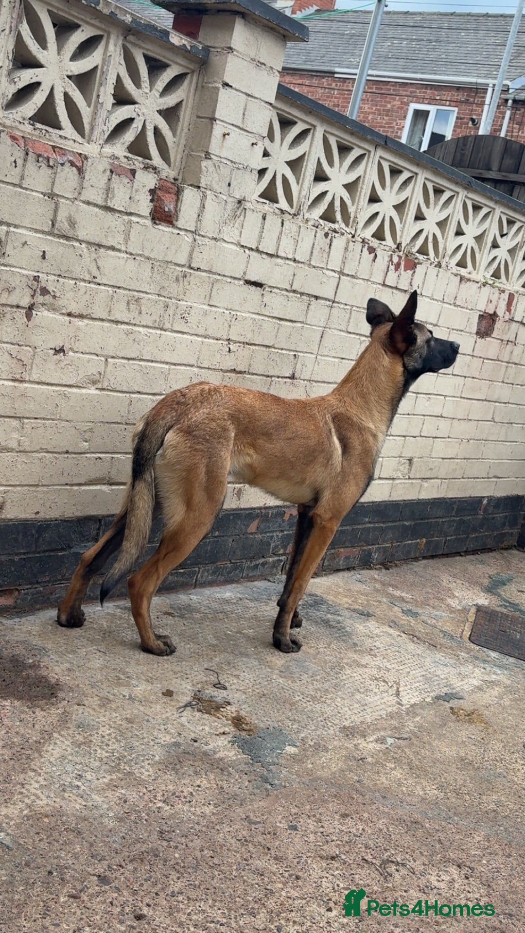 Mixed Breed dogs for sale: Belgian malinois X german shepherd  - Image 4