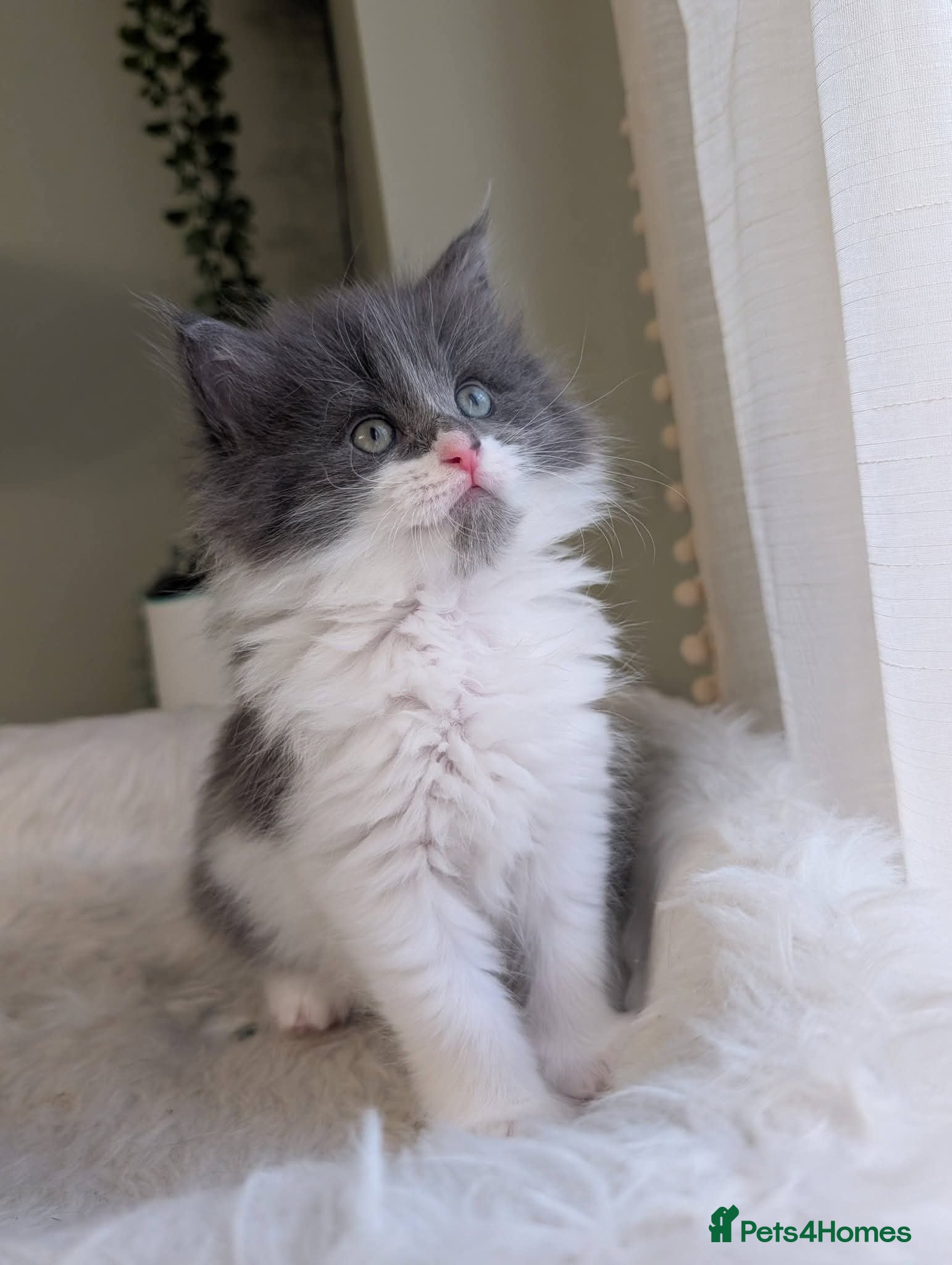Maine Coon cats Two beautiful girls available  - Advert 1