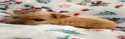 Mixed Breed dogs for sale: Jack Russell/ Yorkshire terrier puppy’s  in Pontypool - Advert 29