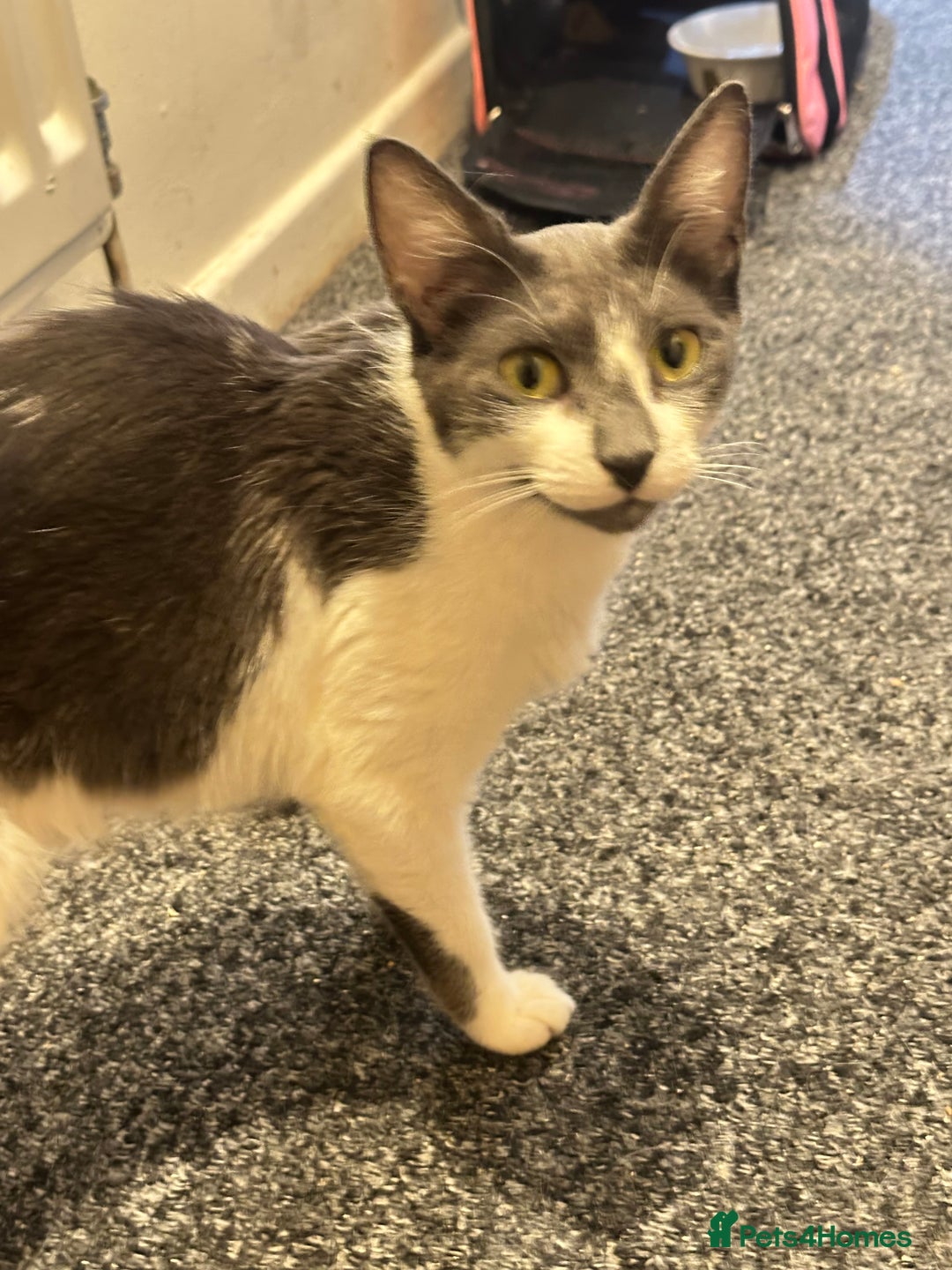 Domestic Shorthair cats for sale: Beautiful grey and white female cat - Image 4