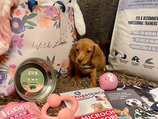 Miniature Dachshund dogs Pra clear mini smooth dachshund pups avl - Advert 3