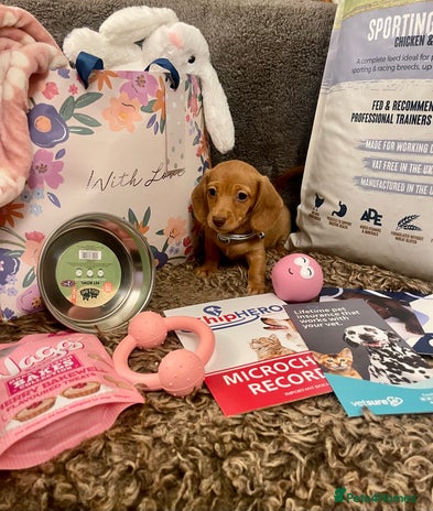 Miniature Dachshund dogs Pra clear mini smooth dachshund pups - Advert 5