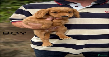 Cocker Spaniel dogs - Advert 10