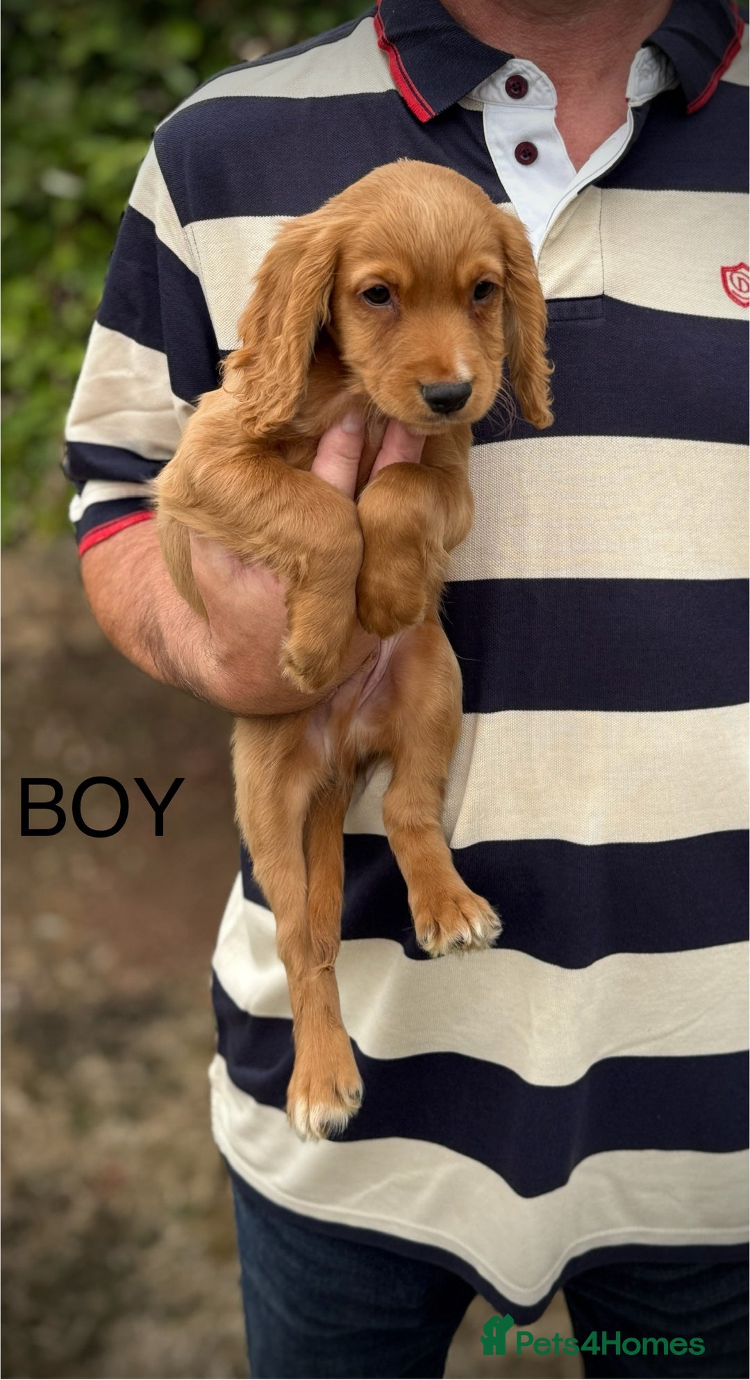 Cocker Spaniel dogs for sale: Beautiful cocker spaniel puppies - Image 3