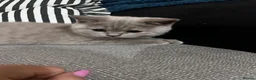 British Shorthair cats for sale: 6 little babies looking for a loving home - Advert 12