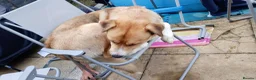 Mixed Breed dogs for sale: Husky Cross Looking for His Forever Home - Advert 8