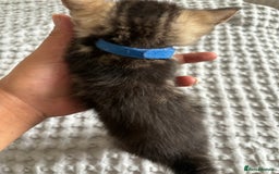 American Shorthair cats for sale: 🌟Adorable kittens now ready 4 forever home🌟 - Image 27
