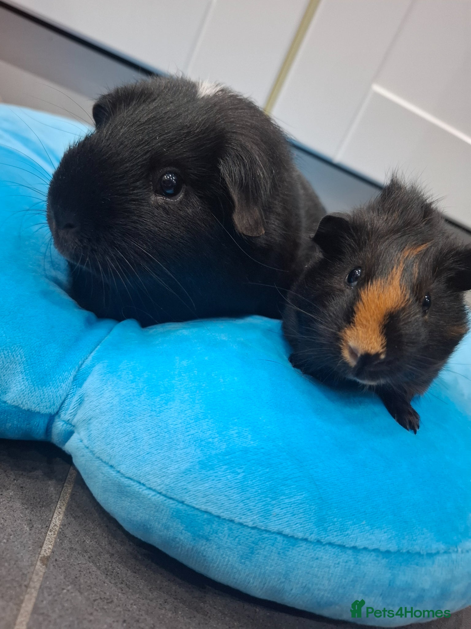 Guinea Pig rodents Marvelous males - Advert 6