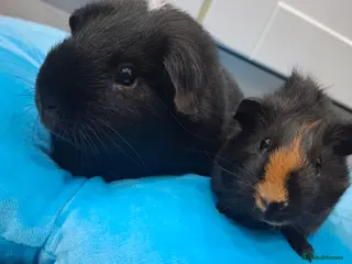 Guinea Pig rodents Marvelous males - Advert 6