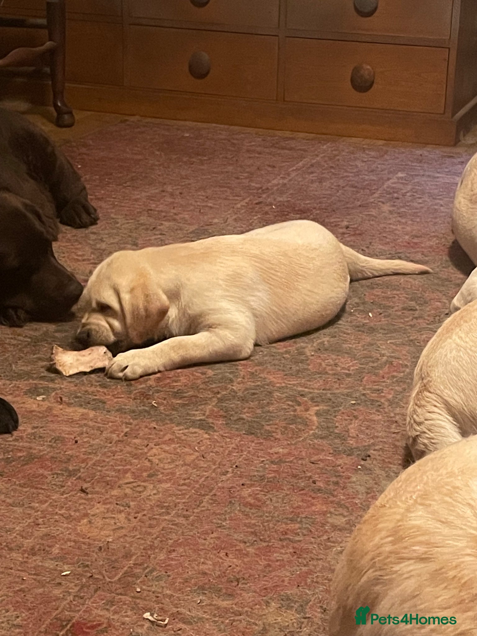 Labrador Retriever dogs Show quality yellow bitch puppies - Advert 2