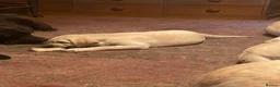 Labrador Retriever dogs for sale: Show quality yellow bitch puppies - Advert 2