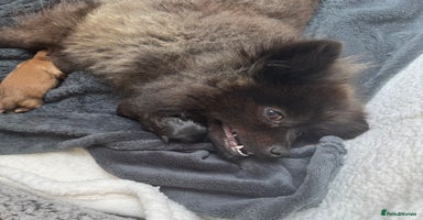 Pomeranian dogs Luv dug away for his final jab - Advert 8