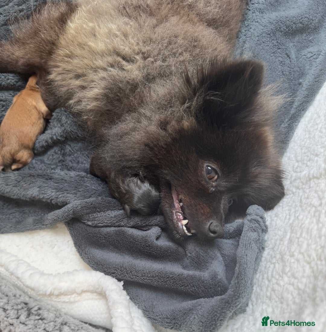 Pomeranian dogs for sale: 6 Pomeranian cherubs - Image 12