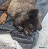 Pomeranian dogs Luv dug away for his final jab - Advert 4