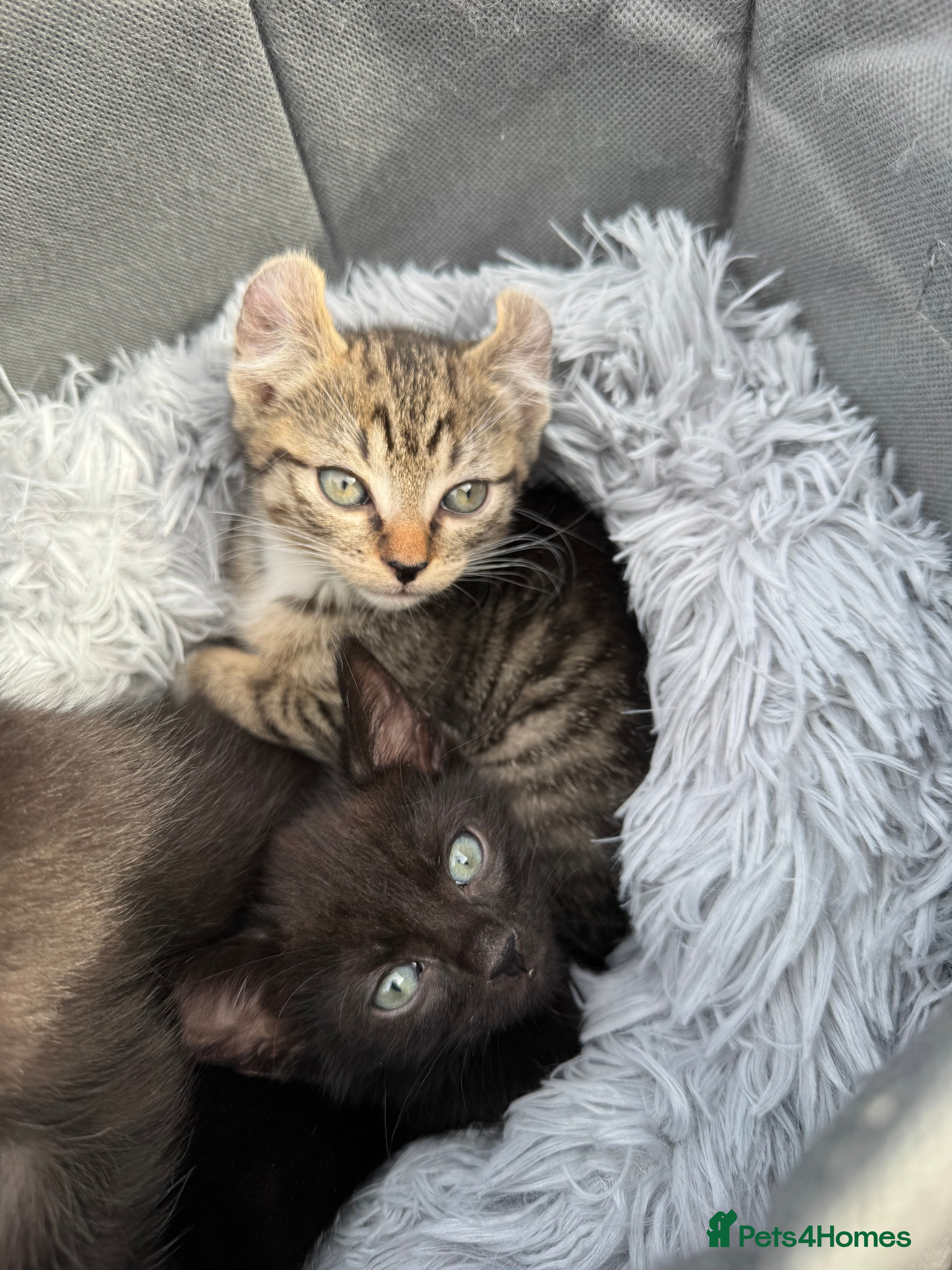 Mixed Breed cats Sphynx cross kittens READY! - Advert 2