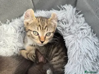Mixed Breed cats Sphynx cross kittens READY! - Advert 2