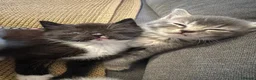 Mixed Breed cats for sale: 4 Stunning Siamese Mixed Kittens Available  - Advert 14