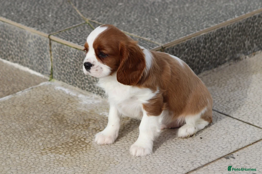 Cavalier King Charles Spaniel dogs for sale: Cavalier King Charles Spaniel puppy  - Advert 23