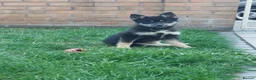 Pomsky dogs for sale: F3 pomsky puppy's for sale  - Advert 4