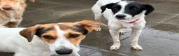 Mixed Breed dogs for adoption: Rama - Norwich Norfolk  - Advert 6