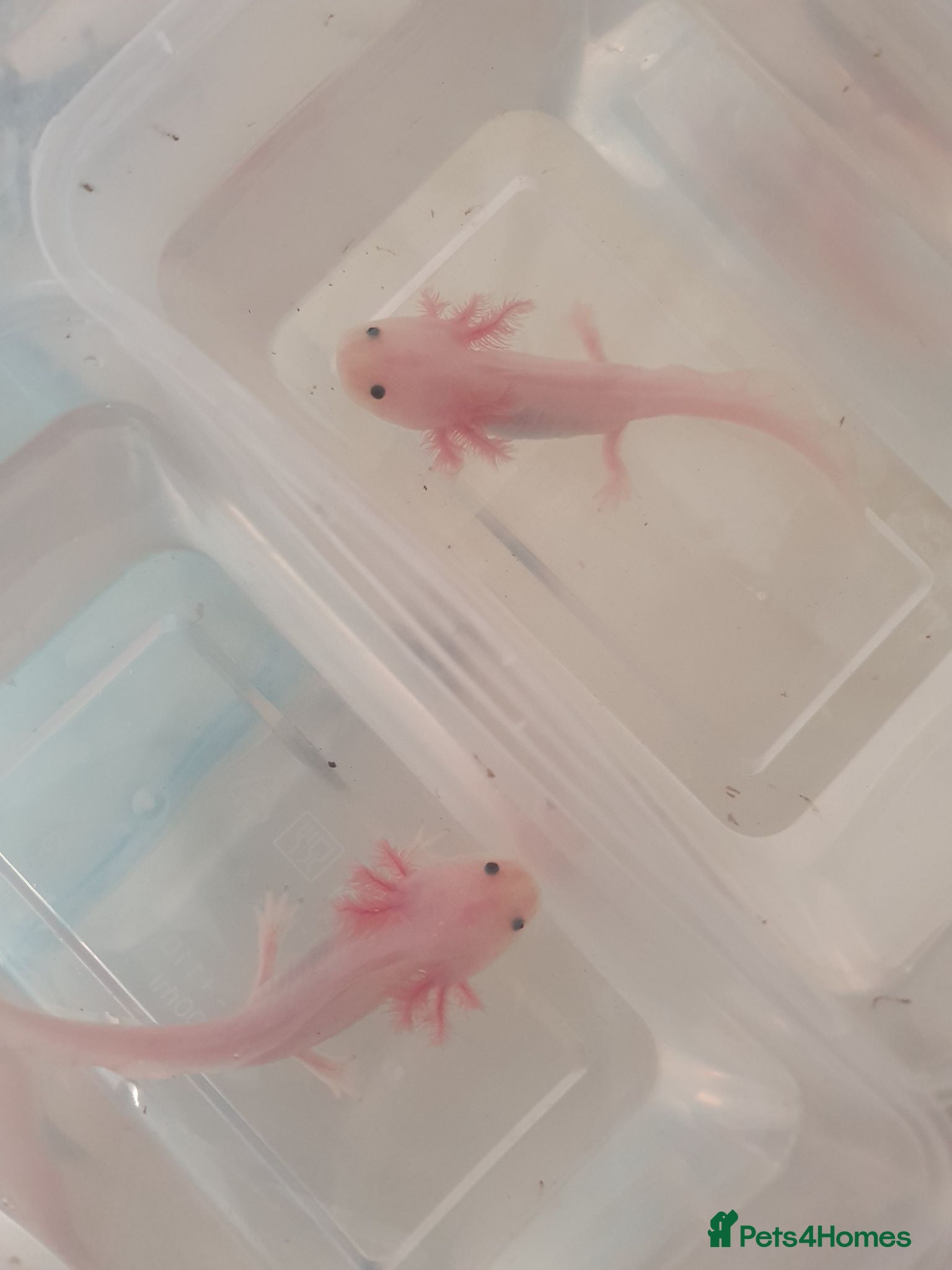 Axolotl reptiles Baby axolotls  - Advert 6