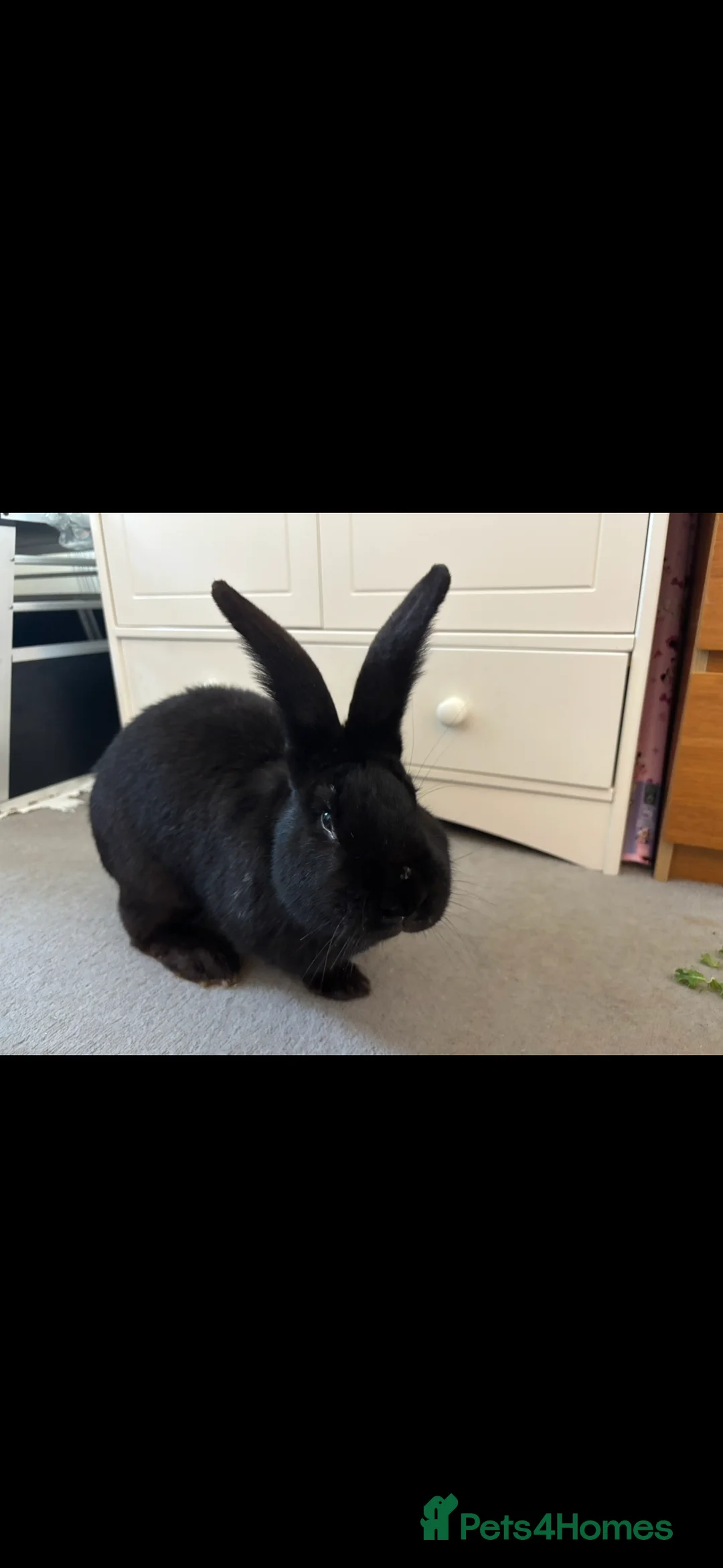 Continental Giant rabbits for sale: Female and male continental giants  - Advert 4