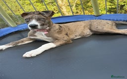 French Bulldog dogs for sale: Urgent: Kalli needs a forever home 🥺 - Image 1