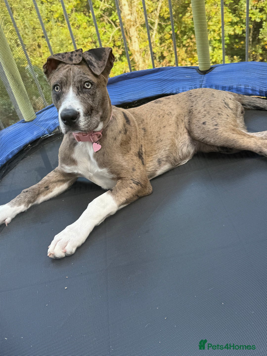 French Bulldog dogs for sale: Urgent: Kalli needs a forever home 🥺 - Image 1