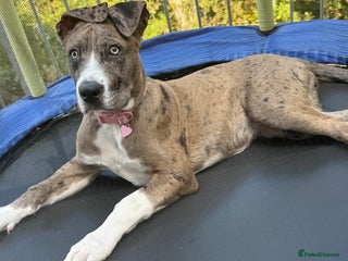 French Bulldog dogs - Advert 12