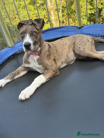 French Bulldog dogs - Advert 17