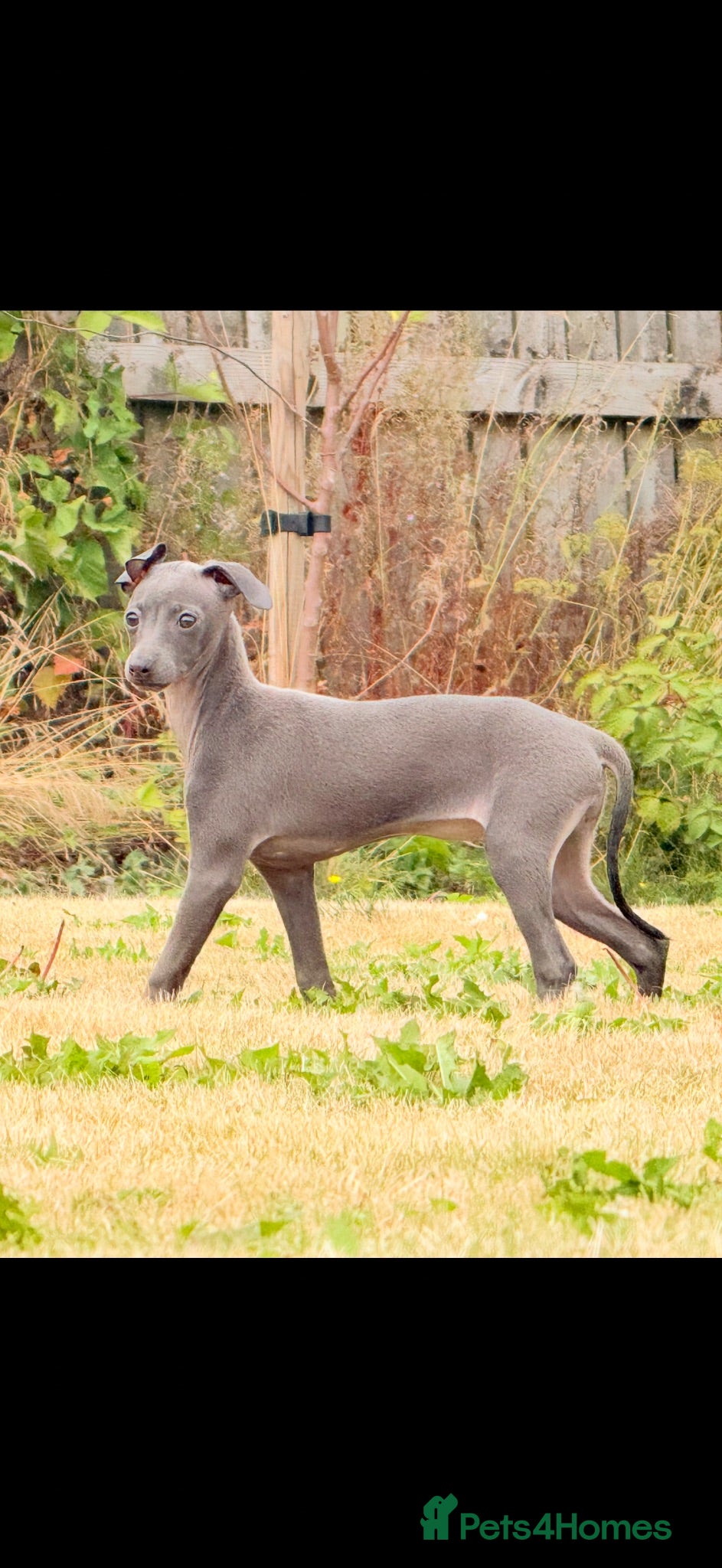 Italian Greyhound dogs  Italian Greyhounds - Last Blue Girl & Boys - Advert 2