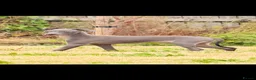Italian Greyhound dogs for sale: Italian Greyhound KC  – Blue Girl & Fawn Boys - Advert 4