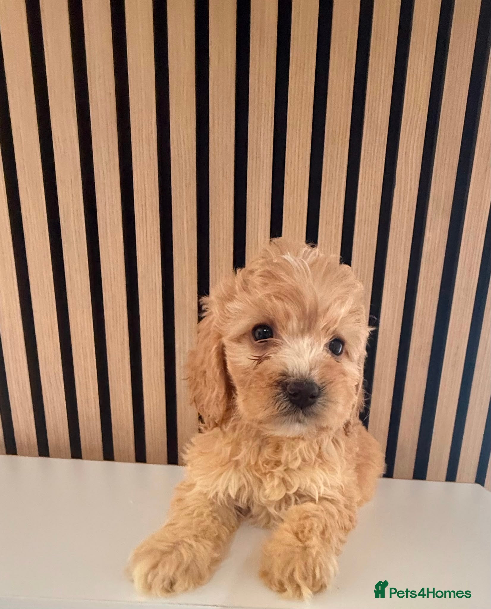 Cockapoo dogs Adorable puppies - Advert 14