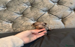 Miniature Dachshund dogs for sale: Miniature dachshund - Image 6