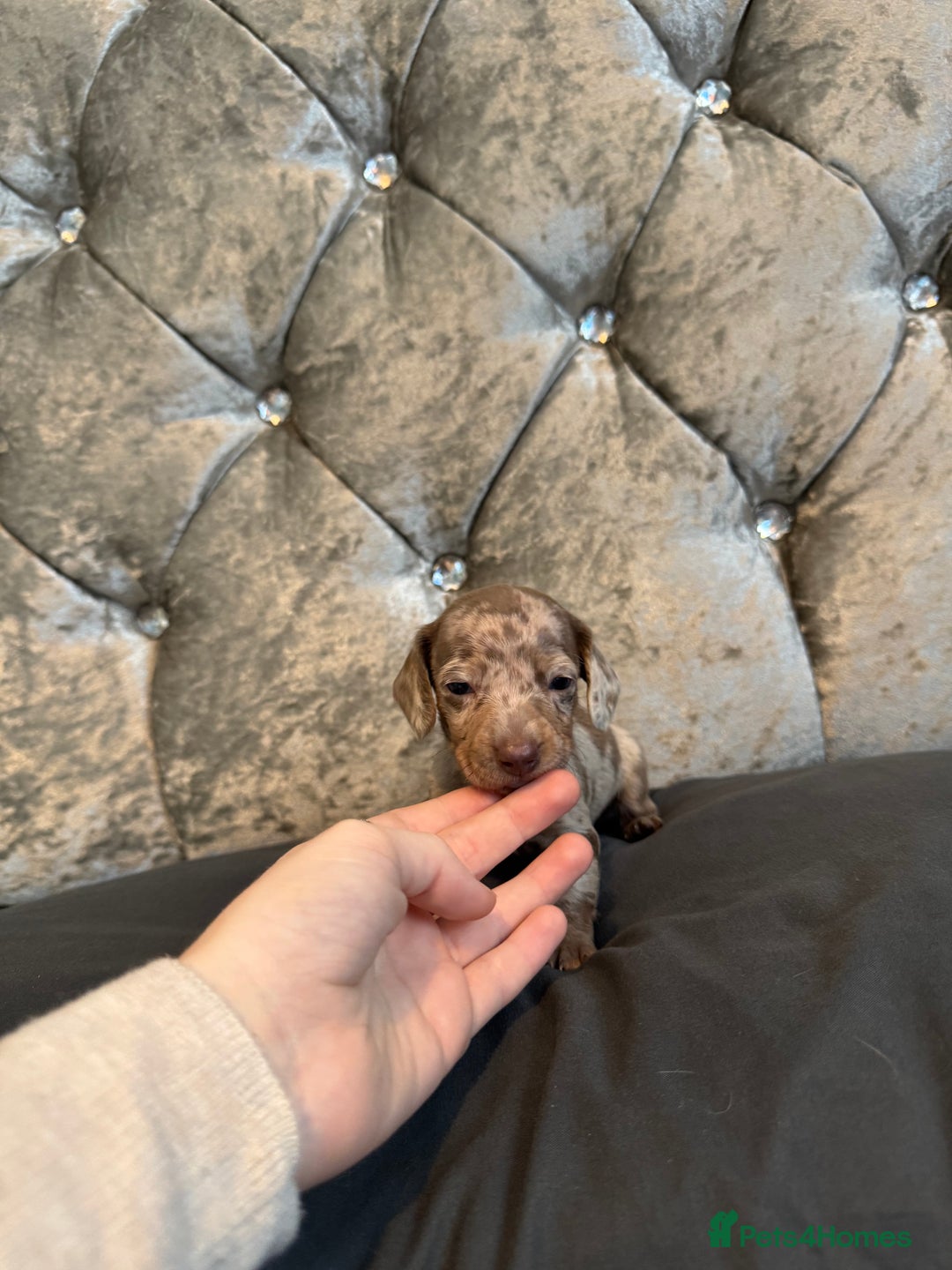 Miniature Dachshund dogs for sale: Miniature dachshund - Image 6