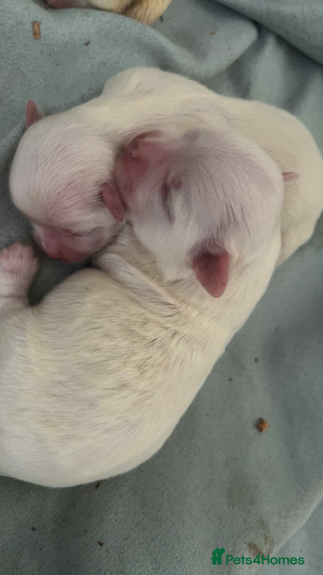 Maltese dogs for sale: Stunning Maltese pups for sale ready to go - Image 15