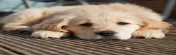 Golden Retriever dogs for sale: Beautiful Trained Golden Retriever Puppy - Advert 5