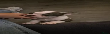 Boston Terrier 2