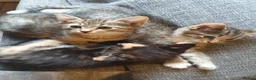 Mixed Breed cats for sale: 3 little girl  - Advert 14