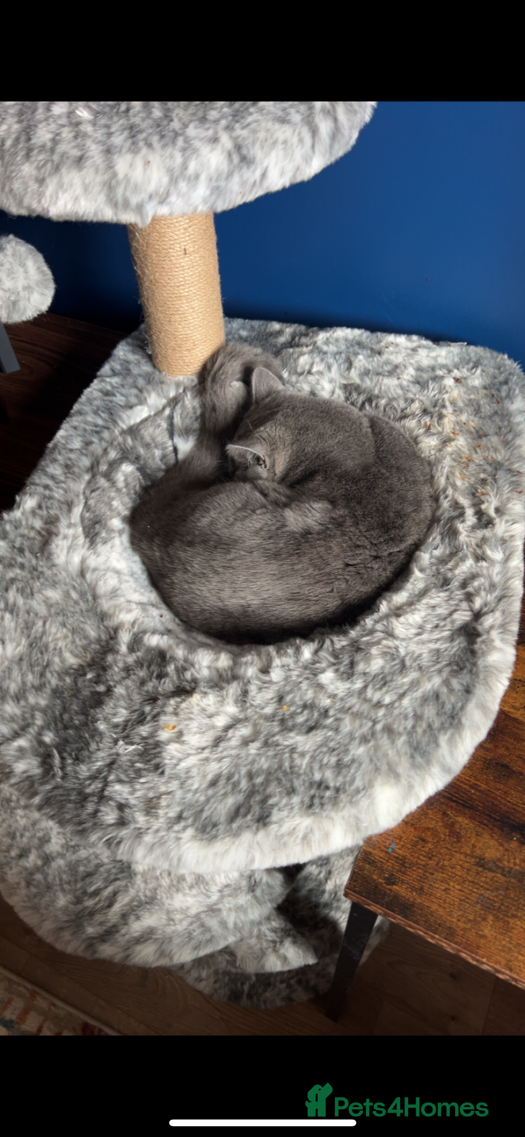 British Shorthair cats for sale: British Shorthair for sale - Image 4