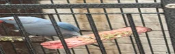 Ringnecks birds for sale: Blue mail - Advert 3