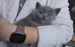 British Shorthair cats for sale: Kittens - Image 11