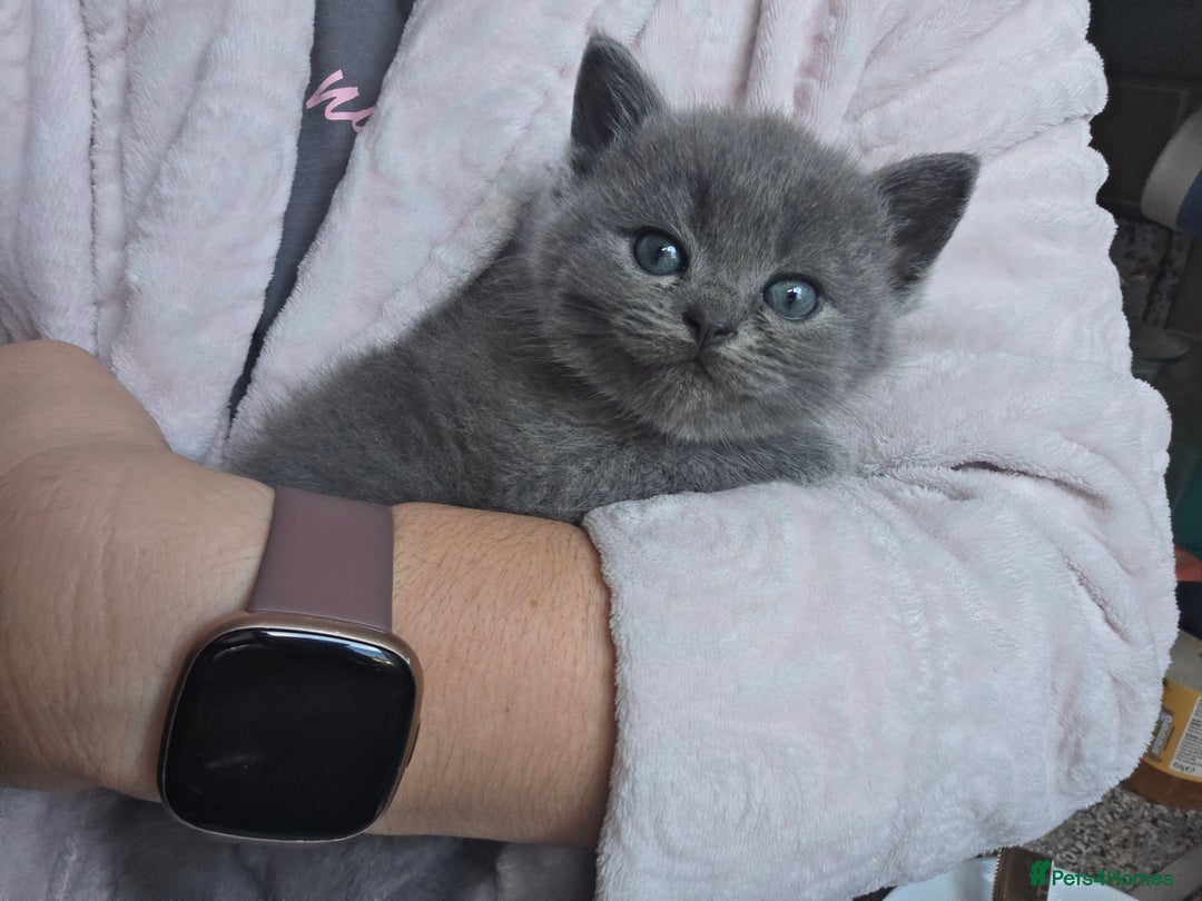 British Shorthair cats for sale: Kittens - Image 11
