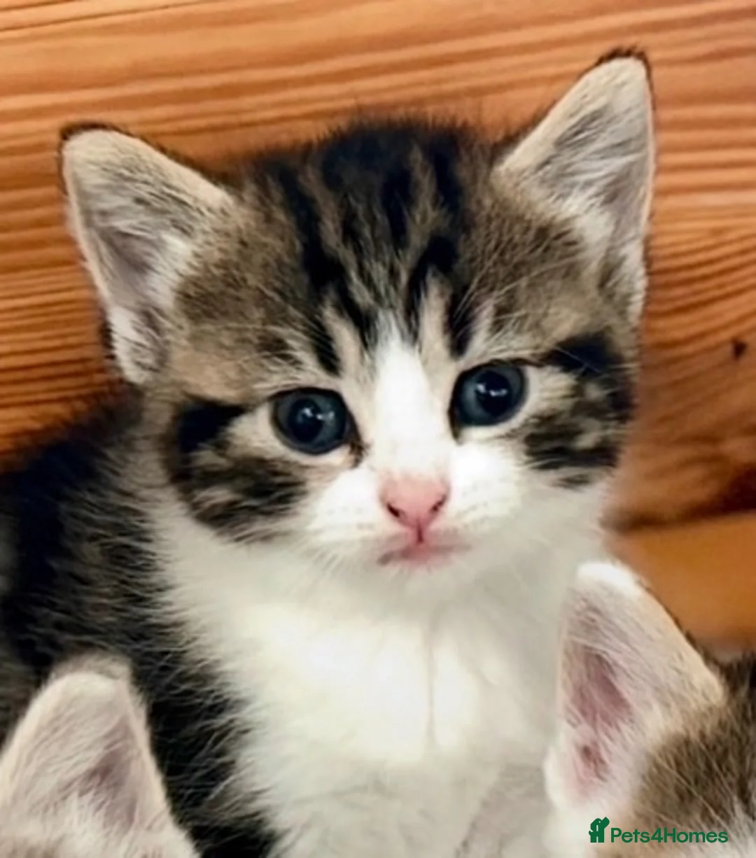 Mixed Breed cats for sale: Litter of 3 Tabby & White Kittens 1 Boy 2 Girls - Advert 2