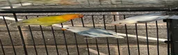 Lovebirds birds for sale: Fallow lovebirds  in Cleckheaton - Advert 3